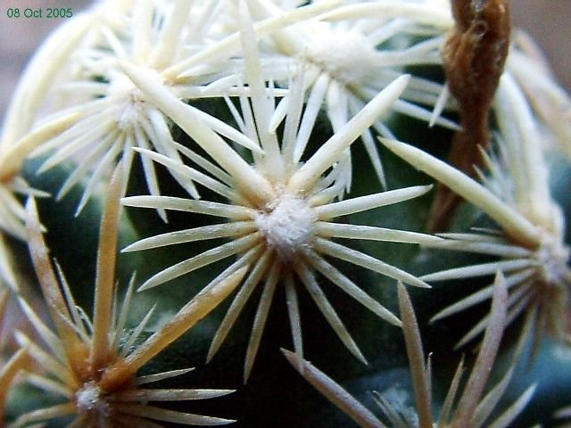 Escobaria_ minima _03